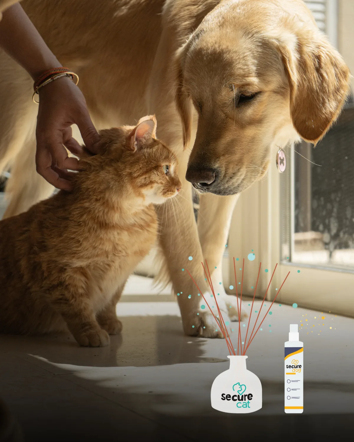 Un golden retriever et un chat roux qui se rencontrent, truffe contre truffe, à côté de deux produits Secure
