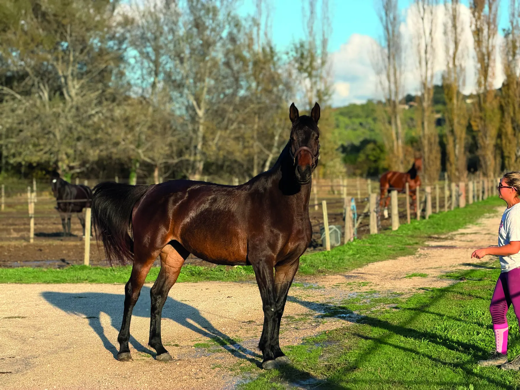 Un jeune cheval bai dans une allée bordée d’arbres du domaine